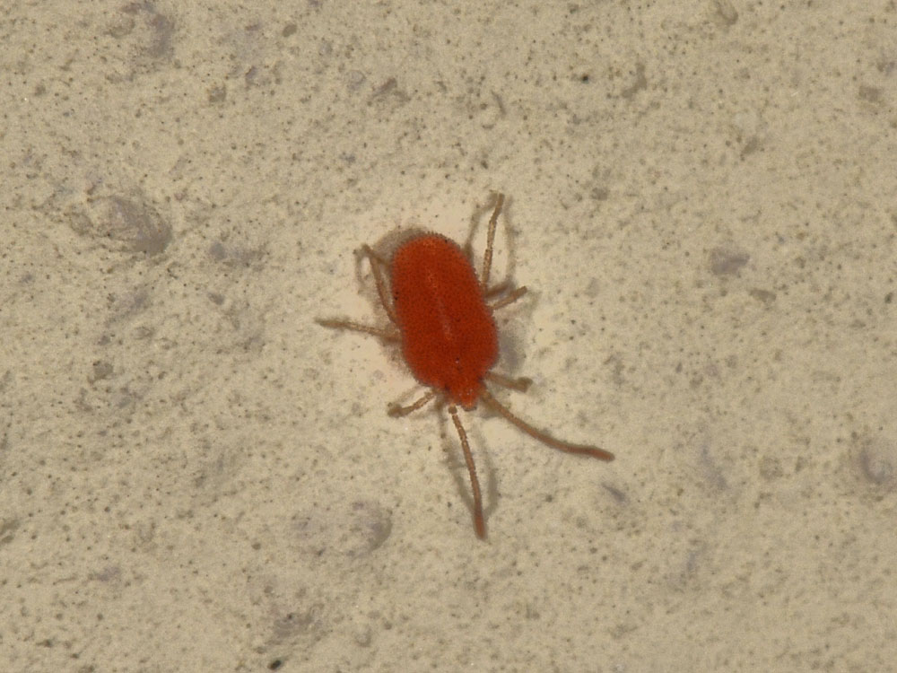 Smarididae?